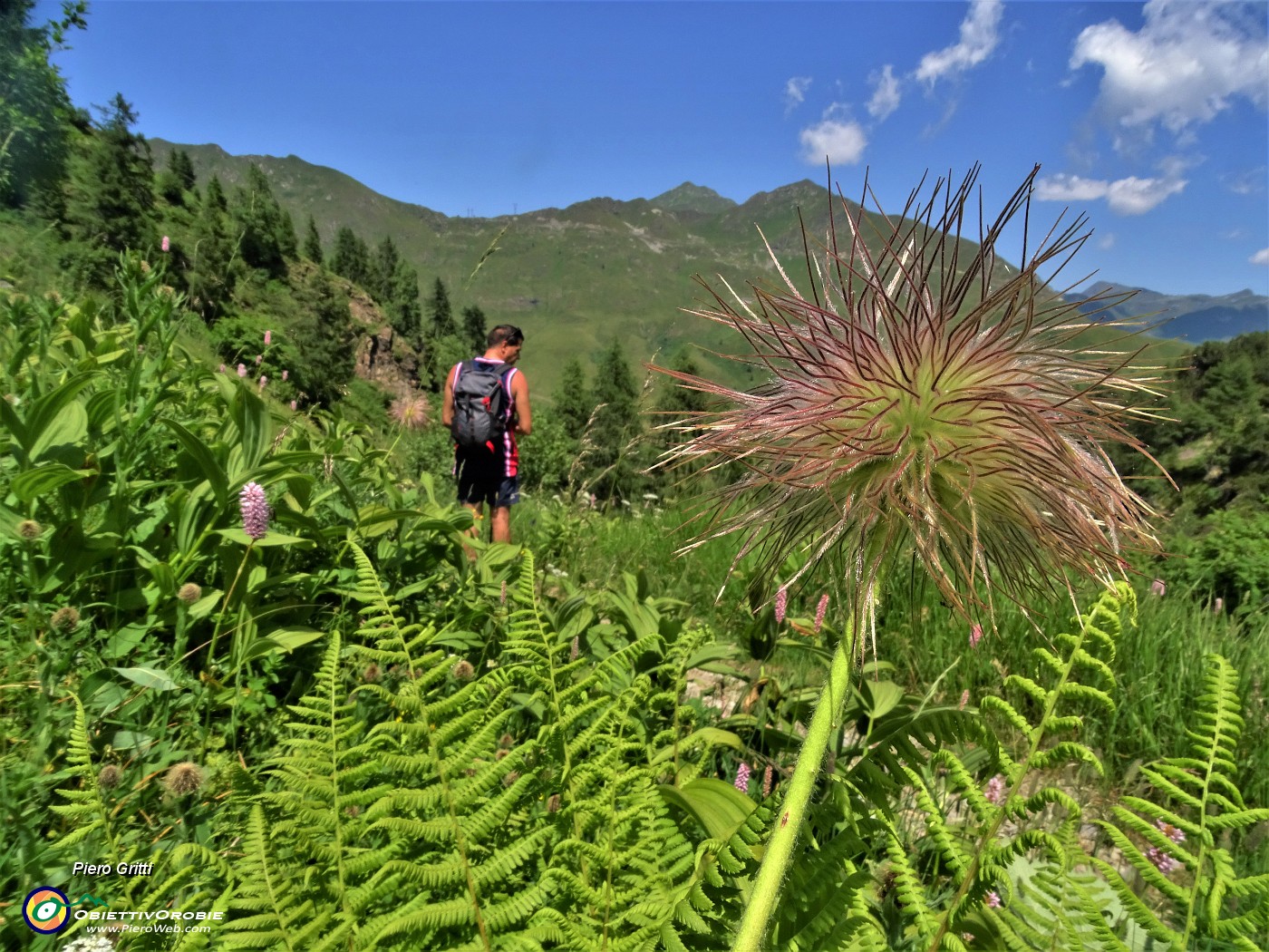 71 Pulsatilla alpina (Anemone alpinino) in fruttescsenza.JPG